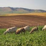 Agriculture & Alimentation